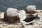 Black-browed Albatross with a chick in its mud cup nest