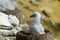 Black browed albatross chick Saunders Island