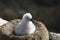 Black browed albatross chick Saunders Island