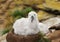 Black-browed Albatross chick sitting in the nest
