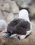 Black Browed Albatross Chick Warmed by its Parent