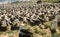 Black Browed Albatross Colony, Falkland Islands