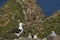 Black-browed Albatross colony on West Point Island