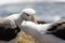 Black-browed Albatross couple scratches each other`s neck with their beak on Saunders Island, Falkland Islands