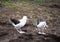 Black Browed Albatross Courtship Dance