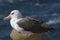 Black-browed albatross (Diomedea melanophris)