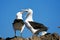 Black-Browed Albatross, diomedea melanophris, Pair courting, Drake Passage in Antarctica