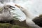 Black-browed Albatross - Falkland Islands