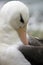 Black-browed Albatross - Falklands Islands