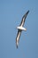 Black browed Albatross in flight against clear blue sky