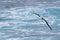 Black-browed Albatross in flight over the Scotia Sea