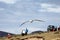 Black Browed Albatross flying over people, thalassarche melanophris, Falkland Islands