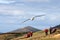 Black Browed Albatross flying over people, thalassarche melanophris, Falkland Islands