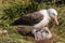 Black-Browed Albatross on its Nest