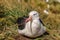 Black-Browed Albatross on its Nest