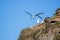 Black browed albatross landing at nesting site