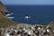 Black-browed Albatross and Southern Rockhopper Penguins Nesting Together