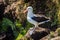 Black-browed albatross standing on nest on cliff