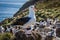 Black-browed albatross standing on rock in colony