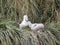 Black-browed Albatross, Thalassarche melanophris, feeding young, Island Sounders, Falkland-Malvinas