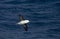 Black-browed Albatross, Wenkbrauwalbatros, Thalassarche melanophrys