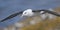 Black-browed Albatross on the Wing