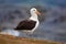 Black-browed albratross. Albatross sitting on the cliff. Albatross with dark blue water in the background. Albatross from Falkland