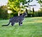 Black browm charchoal bengal cat in nature