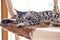 Black browm charchoal bengal cat relaxing