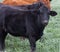 Black and brown Angus cattle on a farm/ranch