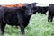 Black and brown Angus cattle on a farm/ranch