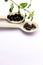 Black and brown ayurvedic medicines in spoon with tulsi leaves on white background. Ayurveda and herbal medicine system concept