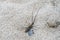 black and brown beetle with a long mustache sits on the sand closeup.