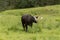 Black brown bull chewing on some grass in the Austrian Alps of N