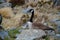 Black and brown canada goose, South Island, New Zealand