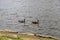 Black and brown Canadian geese swimming on a vast rippling lake at Murphey Candler Park