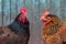 Black and brown chickens close up facing each other