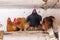 Black and brown chickens in the henhouse on the farm_