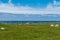 Black and brown cows grazing on a green field by the ocean