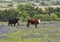 Black and Brown cows standing in a field of bluebonnets along the Bluebonnet Trail in Ennis, Texas