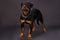 Black and brown dog, rottweiler portrait in studio.