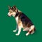 Black brown dog sitting isolated on green background