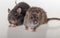 Black and brown domestic rats