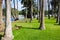 Black and brown geese walking on lush green grass surrounded by palm trees near the lake at Lake Evans at Fairmount Park