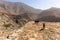 Black and brown goats bucks with horns and yellow eyes, waking on a stony ground with rocky barren mountains