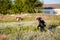 Black and brown goats on pasture in field.