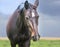 Black brown horse portrait over stormy sky