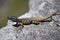 Black and brown lizard lying on granite stone