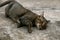 Black brown local cat lies down on the floor at home.