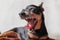 Black and brown miniature pinscher portrait in summer time. Smart and cute pincher with funny ears and round eyes - Visual